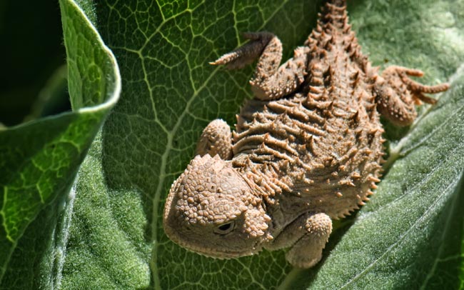 horny-toad